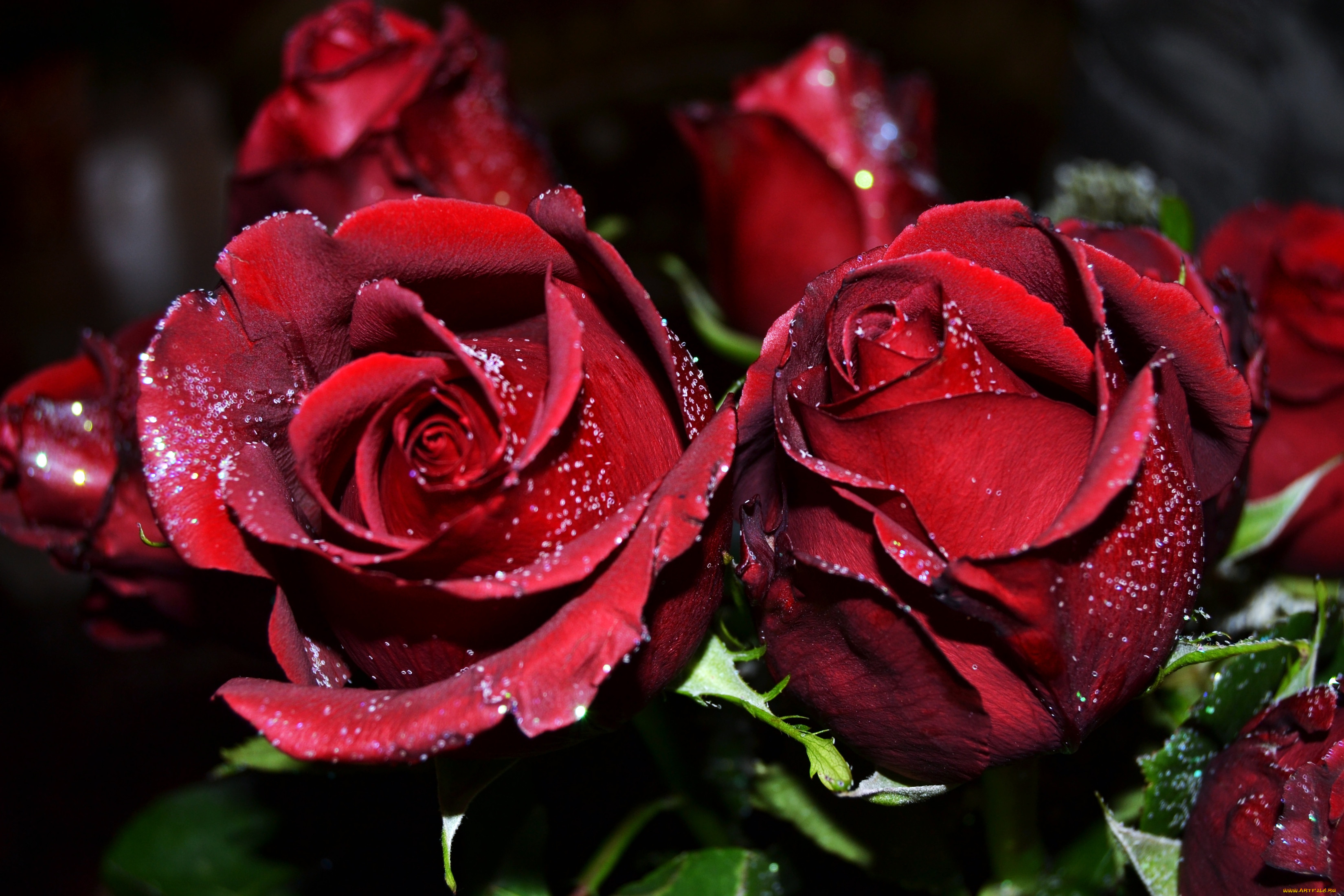 Розы красивое видео. Темно бордовые розы.